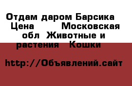 Отдам даром Барсика  › Цена ­ 10 - Московская обл. Животные и растения » Кошки   